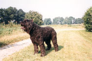 Bouvier BLITZ 
